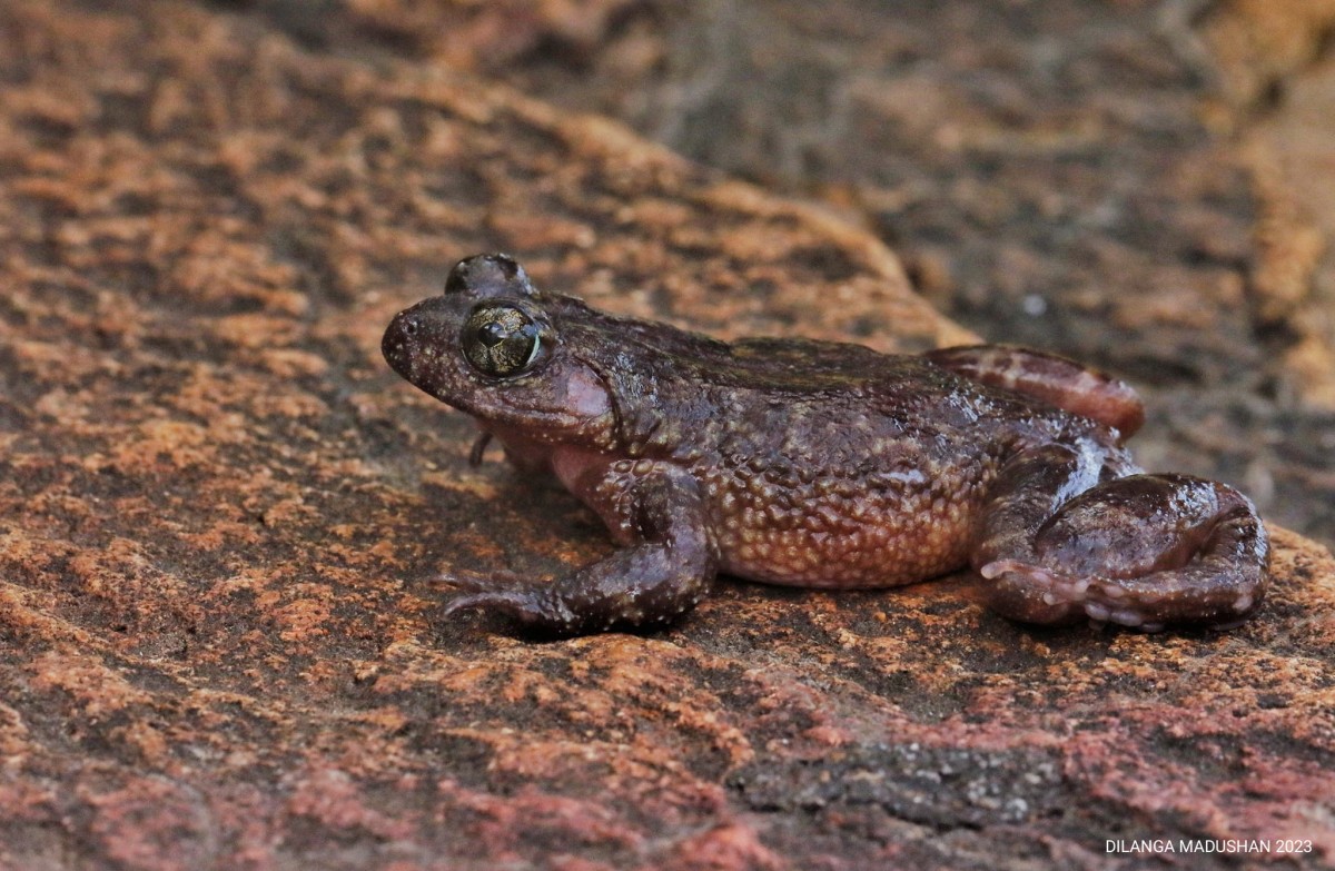 4 Rock/ water frogs